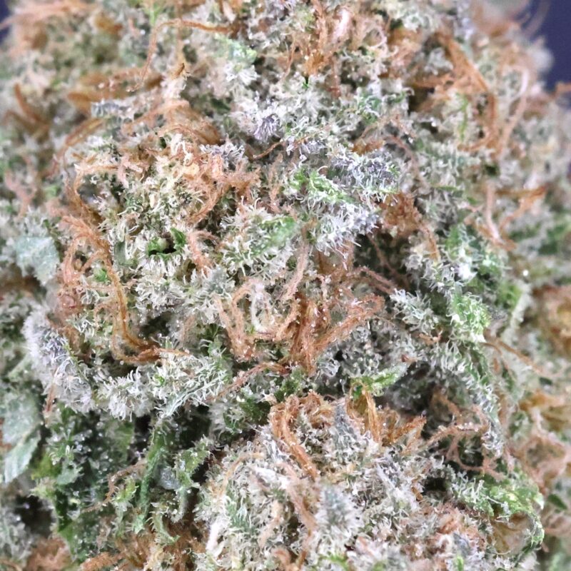 Grape Kush | The Bulk Guys | AAAA | Premium Weed | Cheap Bulk Guys | Flash Sale