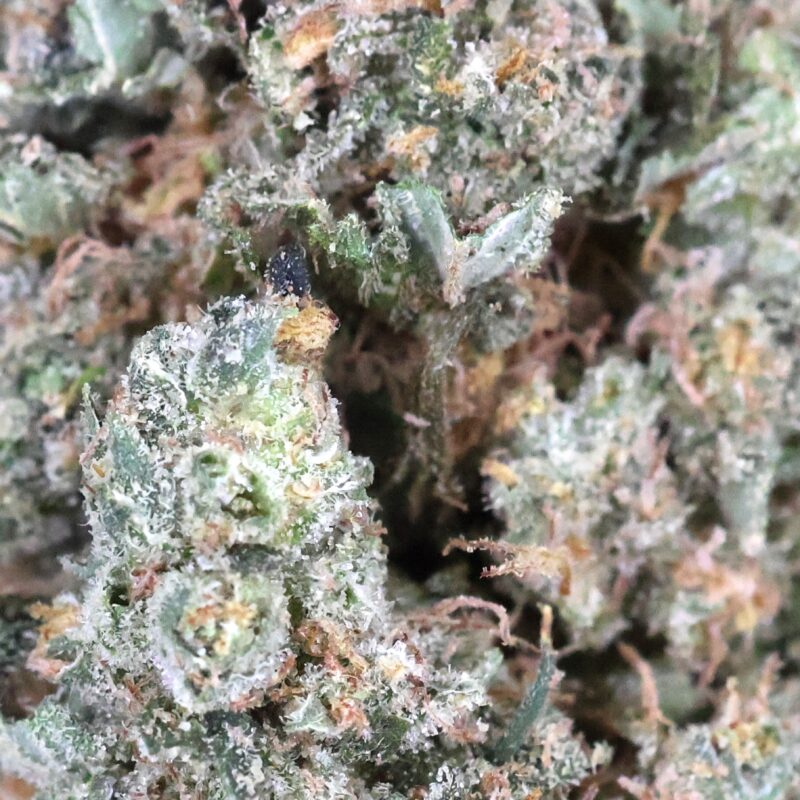 Humble Pie | The Bulk Guys | AAA | Premium Weed | Cheap Bulk Guys | Flash Sale