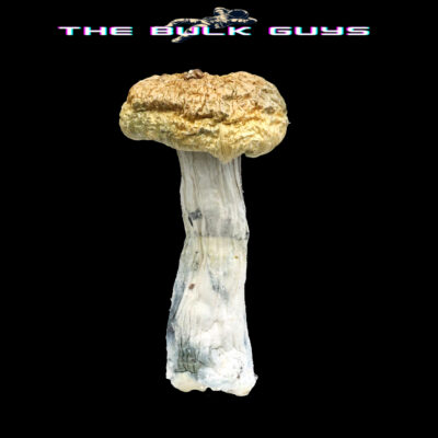 TBG Farm Craft Mushrooms