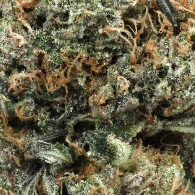 Astro Pink | The Bulk Guys | AAAA | Premium Weed | Cheap Bulk Guys | Flash Sale