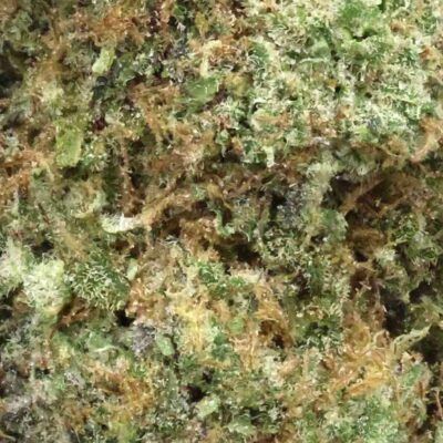 Lemon Gelato Cake | The Bulk Guys | AAAA | Premium Weed | Cheap Bulk Guys | Flash Sale