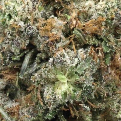 Master Kush | The Bulk Guys | AAAA | Premium Weed | Cheap Bulk Guys | Flash Sale