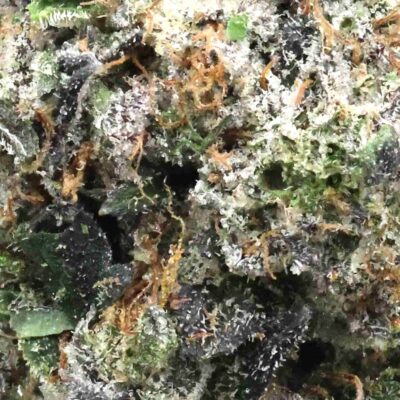 Bubba 91 | The Bulk Guys | AAAA | Premium Weed | Cheap Bulk Guys | Flash Sale