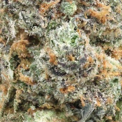 Goudaberry | The Bulk Guys | AAAA | Premium Weed | Cheap Bulk Guys | Flash Sale