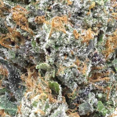 Organic Purp | The Bulk Guys | AAAA | Premium Weed | Cheap Bulk Guys | Flash Sale Organic Purp | The Bulk Guys | AAAA | Premium Weed | Cheap Bulk Guys | Flash Sale