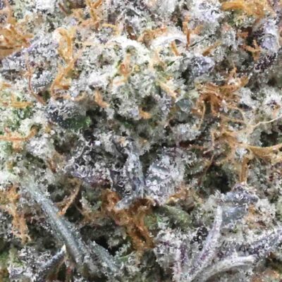 Pink tuna | The Bulk Guys | AAAA | Premium Weed | Cheap Bulk Guys | Flash Sale