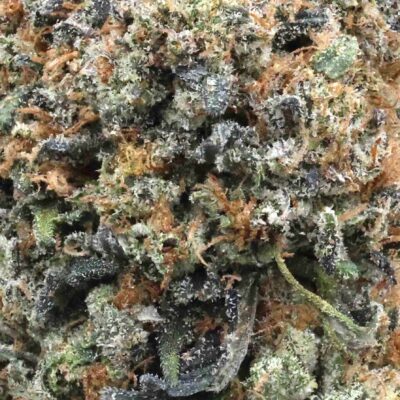 Rock Star Tuna | The Bulk Guys | AAAA | Premium Weed | Cheap Bulk Guys | Flash Sale Rock Star Tuna | The Bulk Guys | AAAA | Premium Weed | Cheap Bulk Guys | Flash Sale