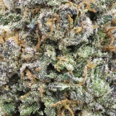 Gary Payton | The Bulk Guys | AAAA | Premium Weed | Cheap Bulk Guys | Flash Sale