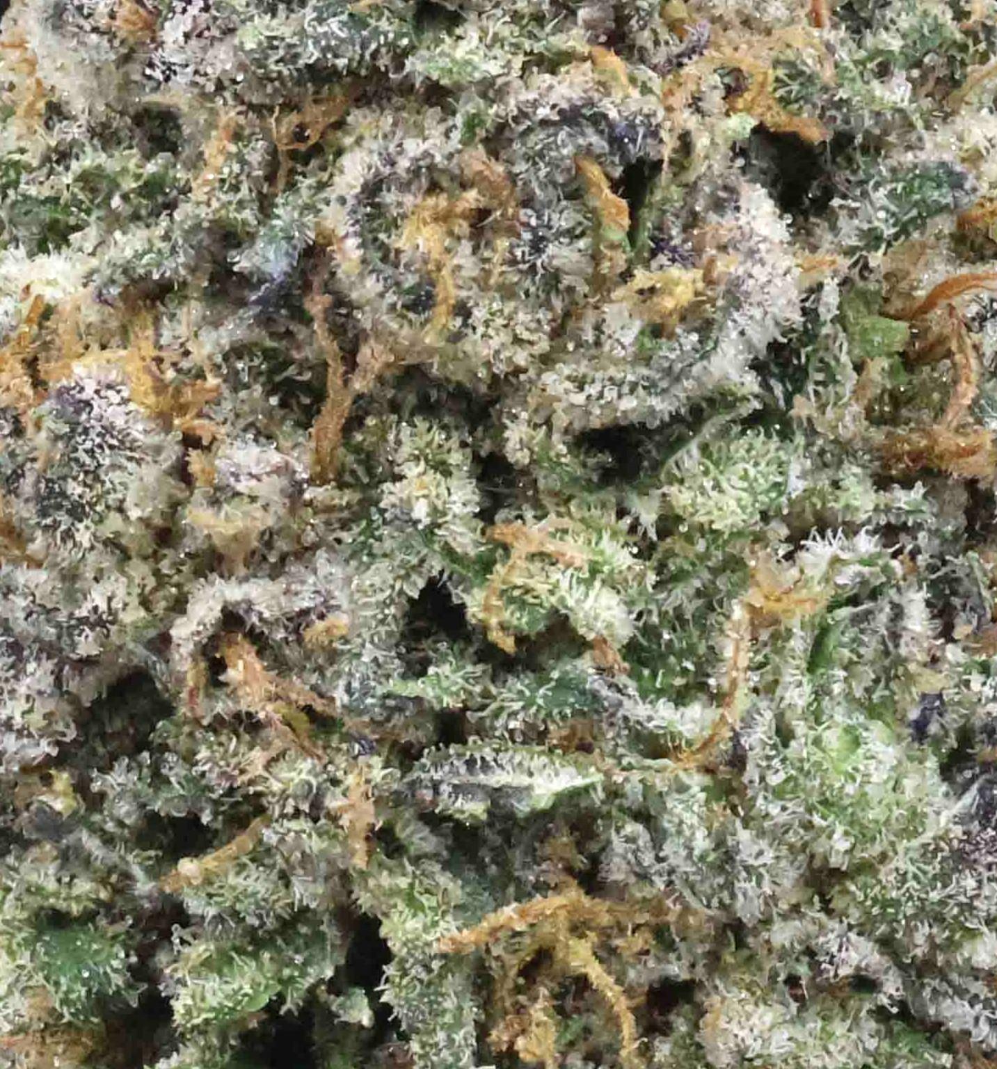Gary Payton | The Bulk Guys | AAAA | Premium Weed | Cheap Bulk Guys | Flash Sale