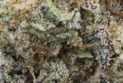 Purple Mac | The Bulk Guys | AAAA | Premium Weed | Cheap Bulk Guys | Flash Sale