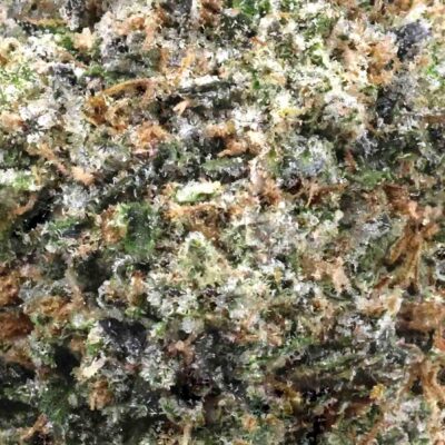Dank Sinatra | The Bulk Guys | AAAA | Premium Weed | Cheap Bulk Guys | Flash Sale