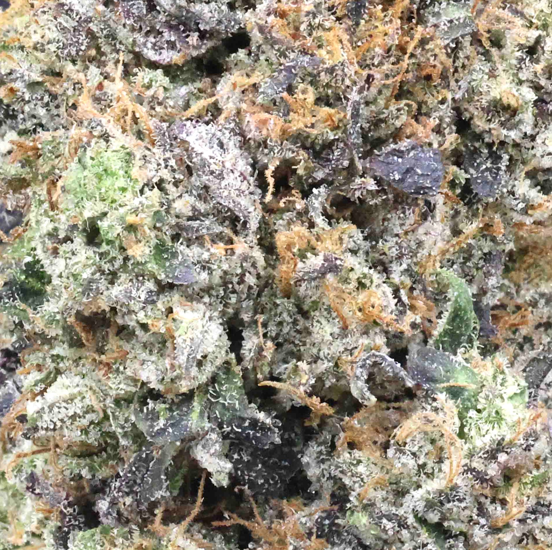 Coastal Pink | The Bulk Guys | AAAA | Premium Weed | Cheap Bulk Guys | Flash Sale